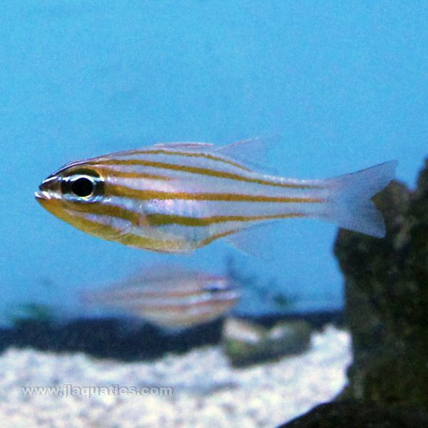 Buy Yellow Stripe Cardinalfish (Asia Pacific) in Canada for as low as 44.45