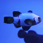 Buy Black Ice Longfin Clownfish (Tank Raised) in Canada for as low as 314.45