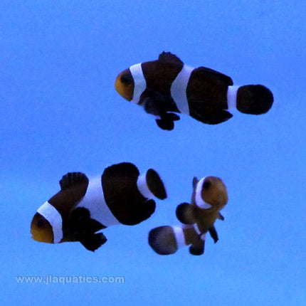 Buy Black Percula Clownfish (Tank Raised) in Canada for as low as 42.95