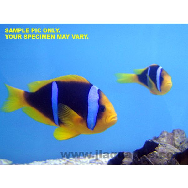 Buy Blue Stripe Clownfish (South Pacific) in Canada for as low as 85.95