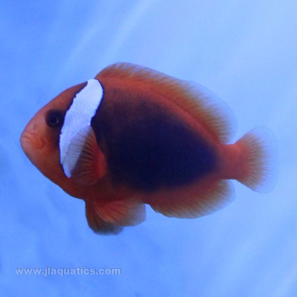 Buy Cinnammon Clownfish (Tank Raised) in Canada for as low as 20.45