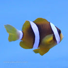 Buy Clarkii Clownfish (Tank Raised) in Canada for as low as 20.95