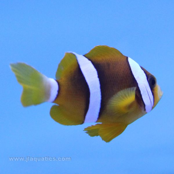 Buy Clarkii Clownfish (Tank Raised) in Canada for as low as 20.95