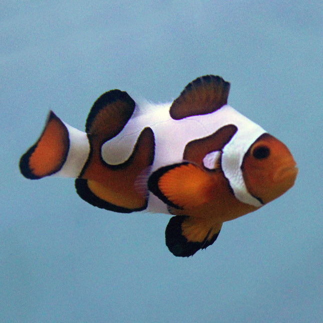 Davinci (Extreme) Clownfish