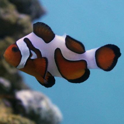 Davinci (Extreme) Clownfish