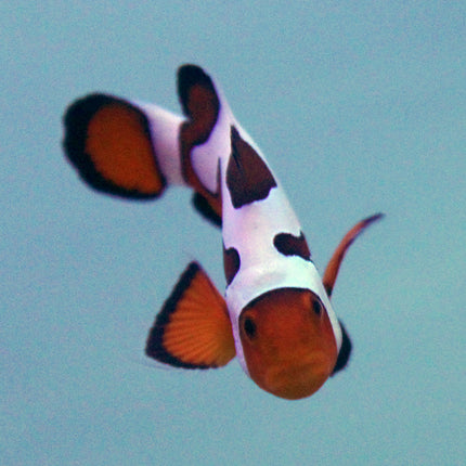 Davinci (Extreme) Clownfish