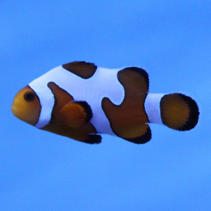 Davinci (Grade A) Clownfish