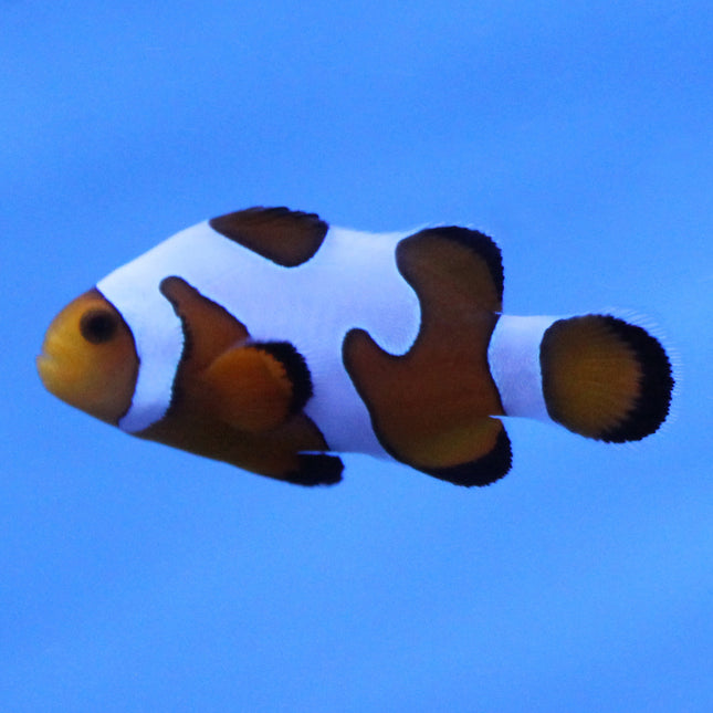 Davinci (Grade A) Clownfish