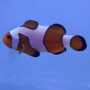 Buy Davinci (Grade B) Clownfish (Tank Raised) in Canada for as low as 51.95
