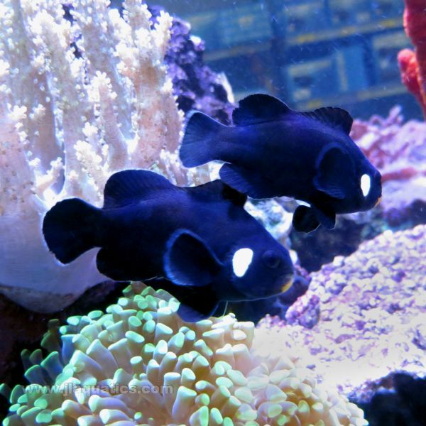 Domino Percula Clownfish