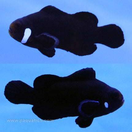 Domino Percula Clownfish