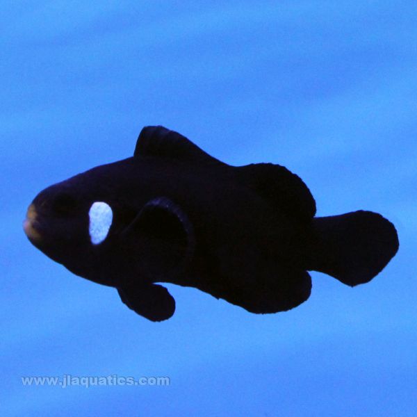 Buy Domino Percula Clownfish (Tank Raised) in Canada for as low as 64.45