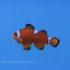 Extreme Misbar Clownfish (Tank Raised)