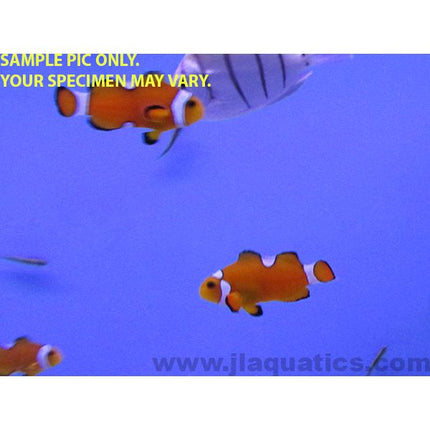 Extreme Misbar Clownfish