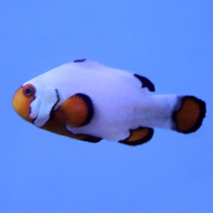 Buy Flurry Clownfish (Tank Raised) in Canada for as low as 51.95