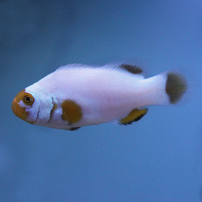 Maine Blizzard Clownfish