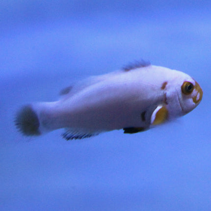 Maine Blizzard Clownfish