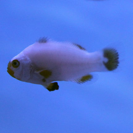 Maine Blizzard Clownfish