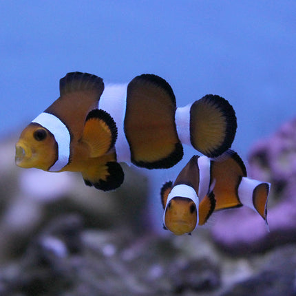 Maine Mocha Clownfish