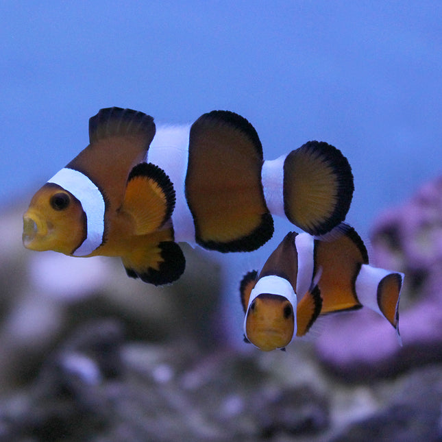 Maine Mocha Clownfish