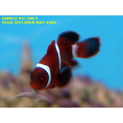 Maroon Clownfish