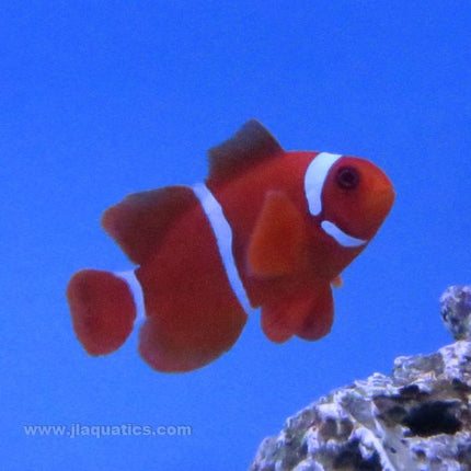 Maroon Clownfish