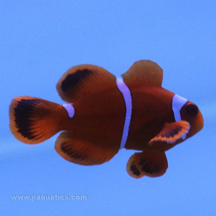 Buy Maroon Clownfish (Tank Raised) in Canada for as low as 20.95