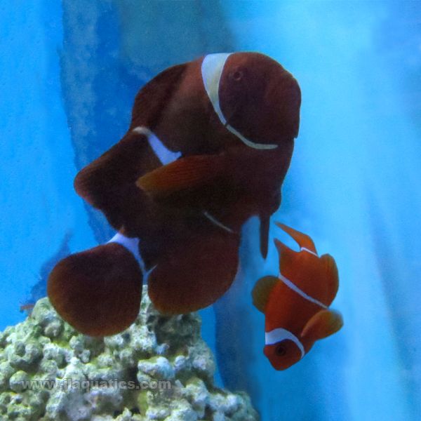 Buy Maroon Clownfish Pair (Indian Ocean) in Canada for as low as 108.95