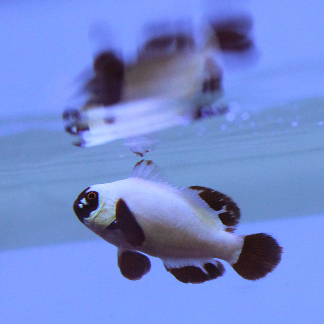 Maroon (Gold Nugget) Clownfish