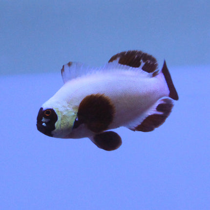 Maroon (Gold Nugget) Clownfish