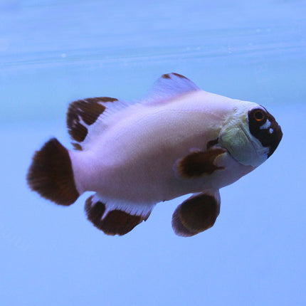 Maroon (Gold Nugget) Clownfish