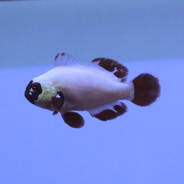 Buy Maroon (Gold Nugget) Clownfish (Tank Raised) in Canada for as low as 82.45