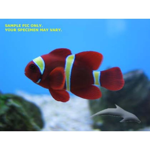 Buy Maroon (Gold Stripe) Clownfish (Tank Raised) in Canada for as low as 23.45