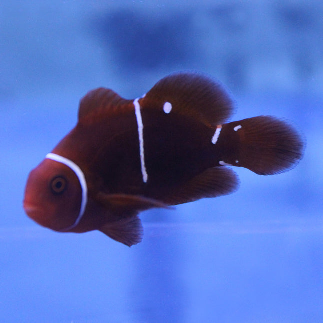 Maroon (Morse Code) Clownfish