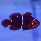 Buy Maroon (Morse Code) Clownfish (Tank Raised) in Canada for as low as 34.95