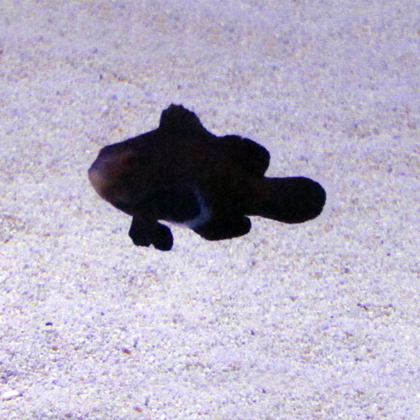 Buy Midnight Percula Clownfish (Tank Raised) in Canada for as low as 67.95