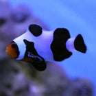 Buy Mocha Vinci (Grade A) Clownfish (Tank Raised) in Canada for as low as 101.95