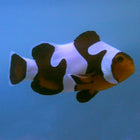 Buy Mocha Vinci (Grade B) Clownfish (Tank Raised) in Canada for as low as 67.95