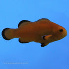 Buy Naked Clownfish (Tank Raised) in Canada for as low as 61.45