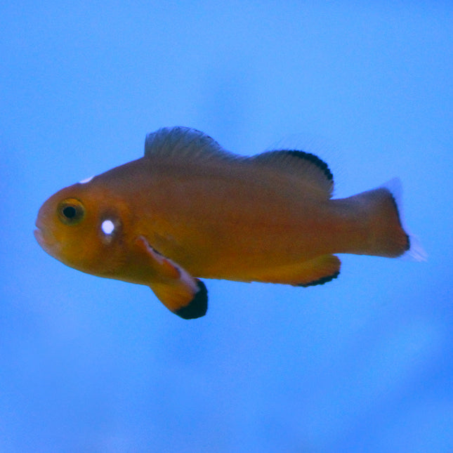 Nearly Naked Clownfish