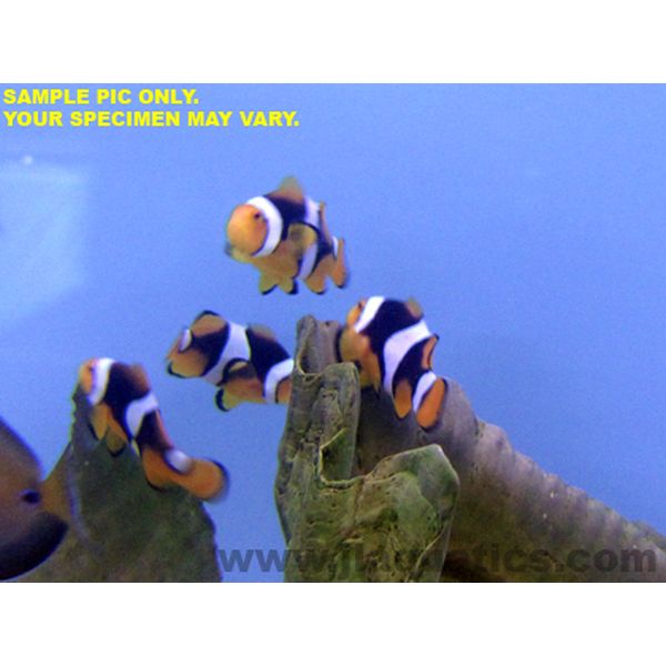 Onyx Clownfish