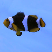 Buy Onyx Clownfish (Tank Raised) in Canada for as low as 67.45