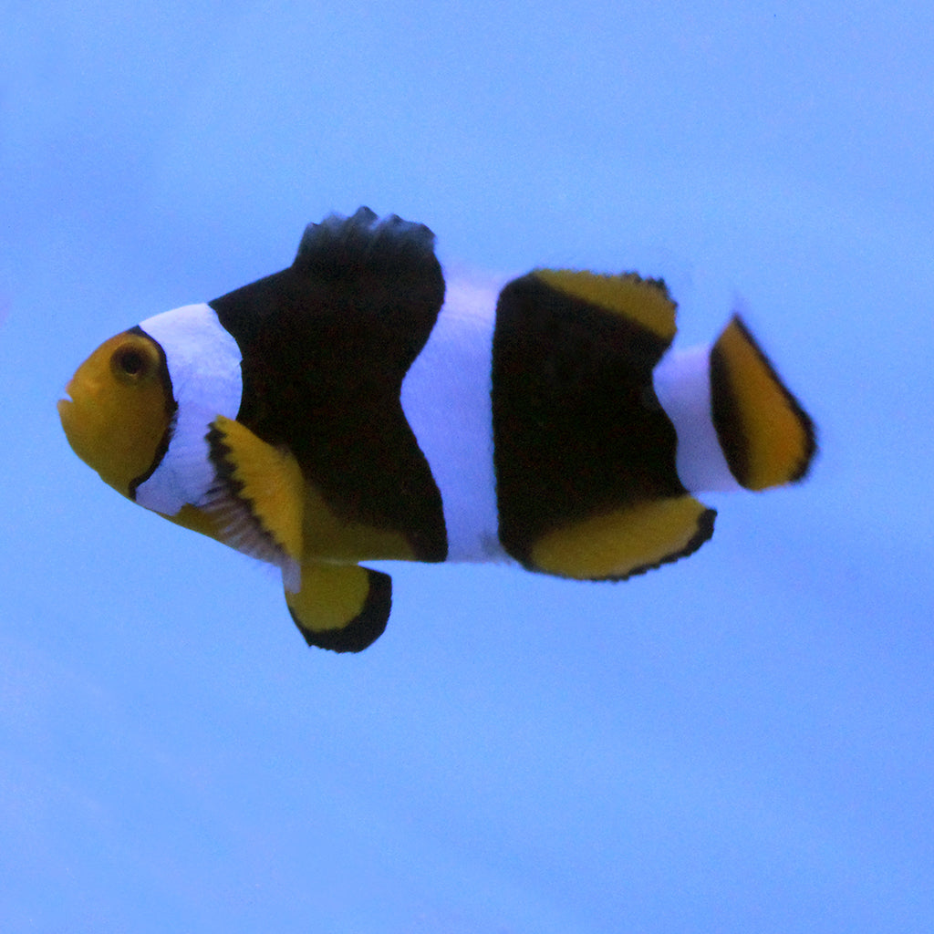 Buy Onyx Clownfish (Tank Raised) in Canada for as low as 67.45