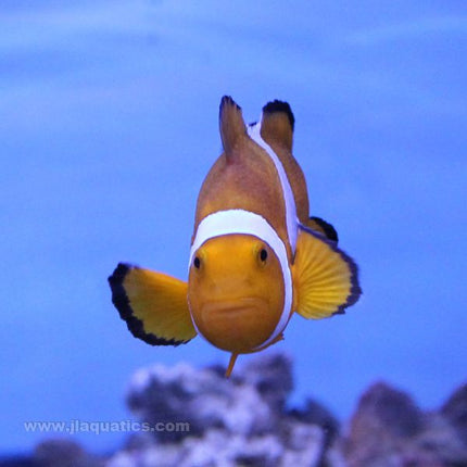 Percula Clownfish