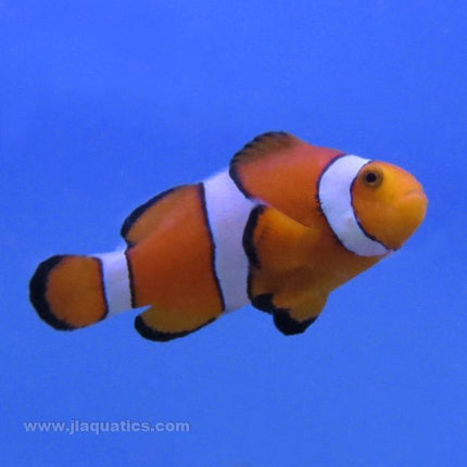 Percula Clownfish