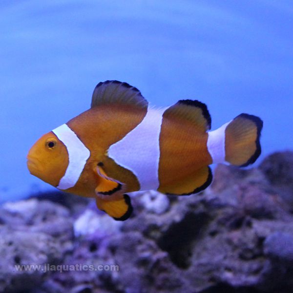 Buy Percula Clownfish (Tank Raised) in Canada for as low as 20.95