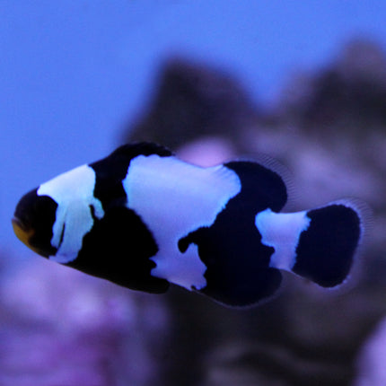 Buy Phantom Clownfish (Tank Raised) in Canada for as low as 83.45