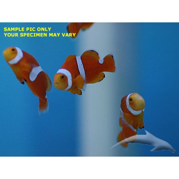 Buy Percula (True) Clownfish (Tank Raised) in Canada for as low as 26.95