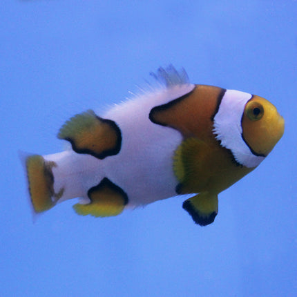 Picasso Clownfish