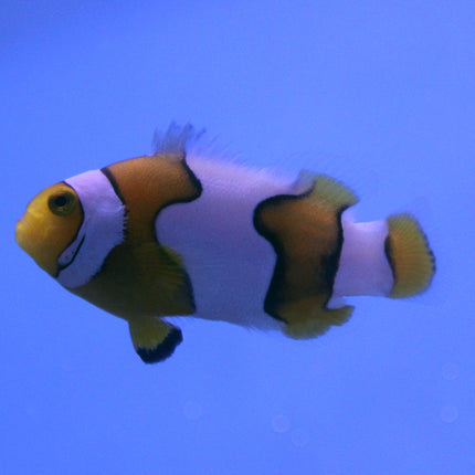 Picasso Clownfish